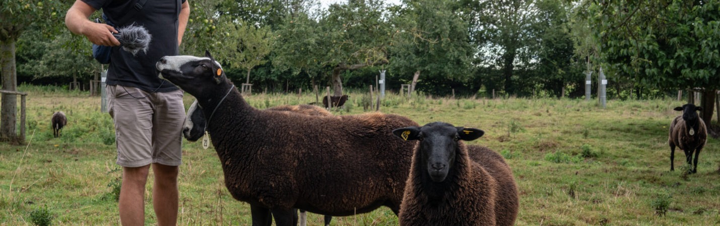 Les moutons noirs de Beauvoorde