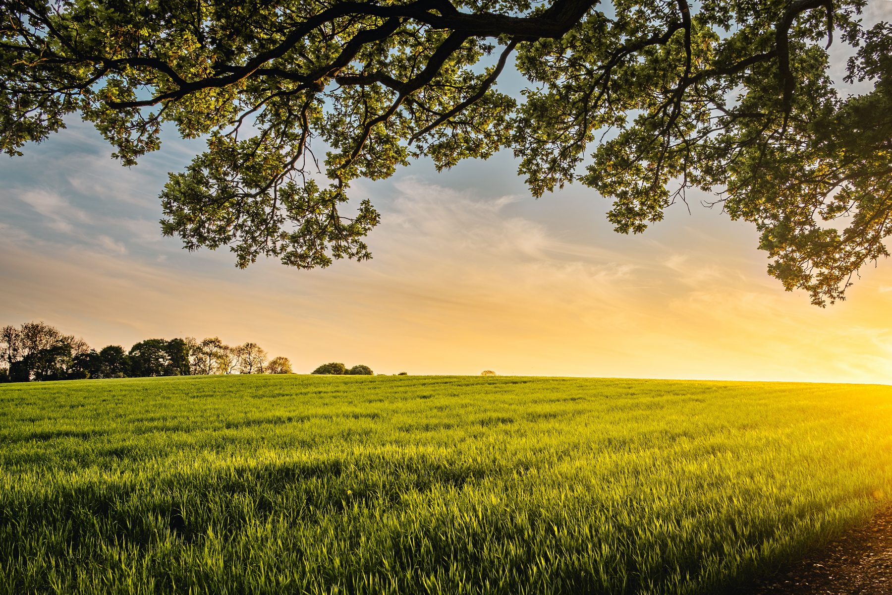 Émissions d’azote : la Flandre déchirée entre ses agriculteurs et la protection de l’environnement