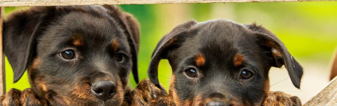 Chiens