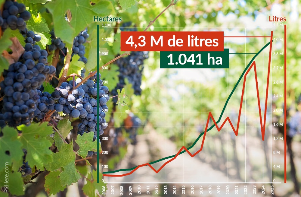 La Flandre, nouveau laboratoire du vin européen