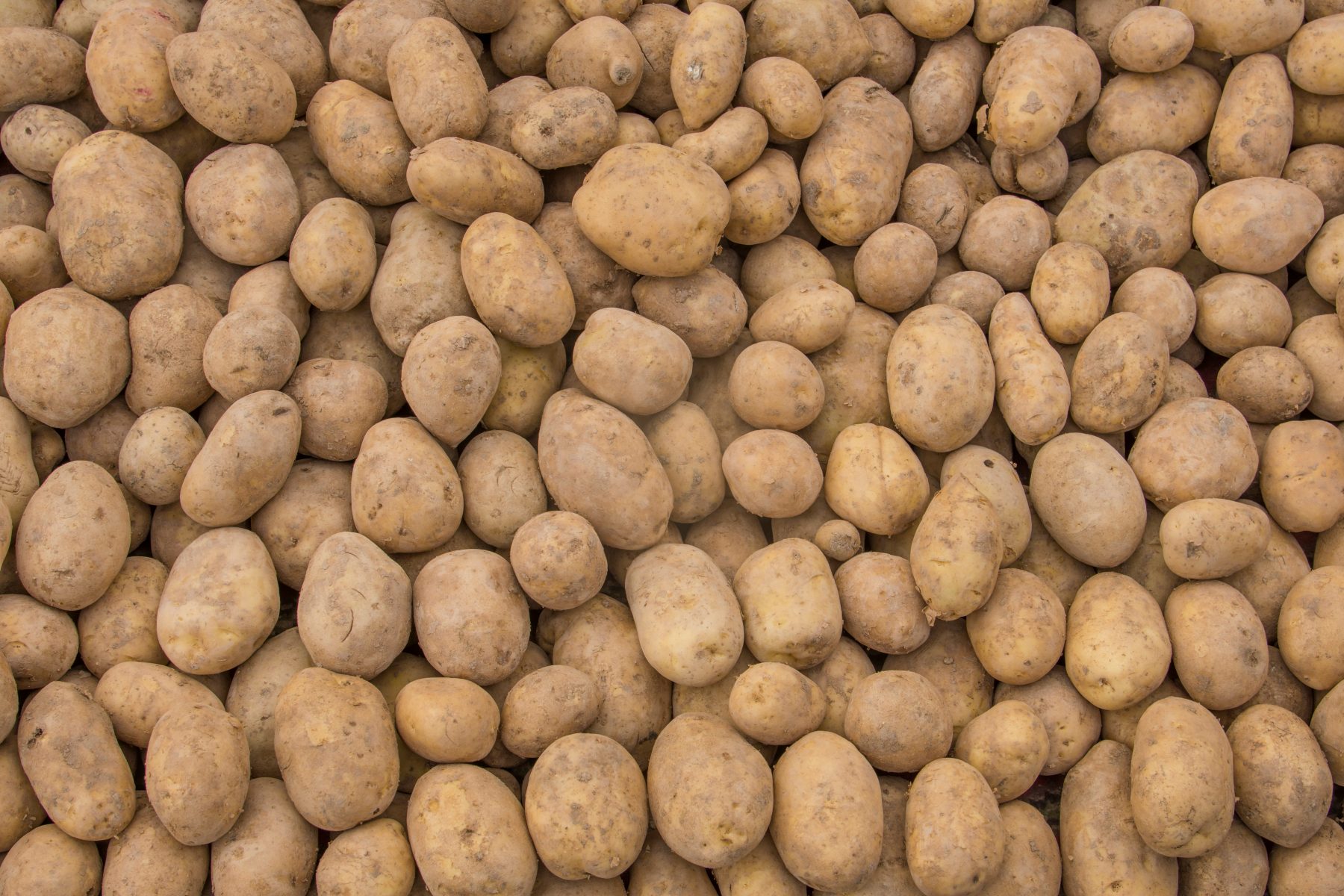 Derrière les patates, c&rsquo;est toute l’agriculture flamande qui vacille