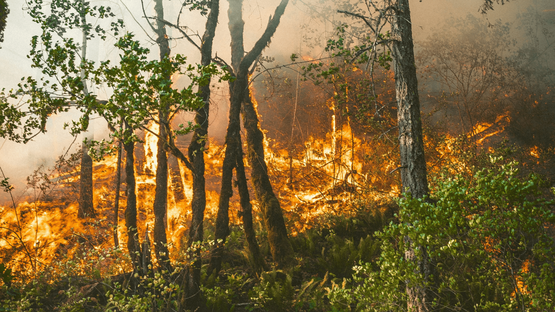 Urgence climatique : moins de lois, plus de terrain !